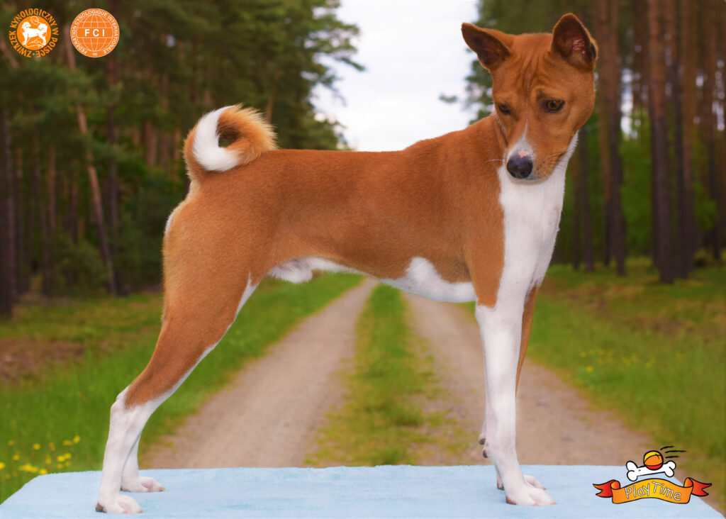 psy basenji